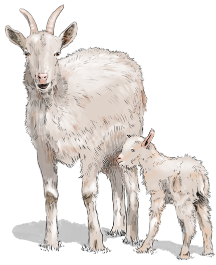 Goat illustration